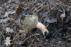 Lactarius semisanguifluus