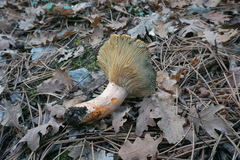 Lactarius semisanguifluus