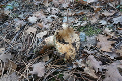 Lactarius semisanguifluus