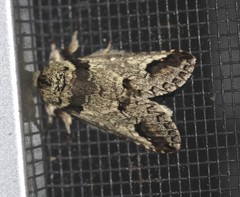 Antithemerastis acrobela