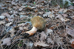 Lactarius semisanguifluus