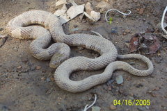 Nerodia sipedon
