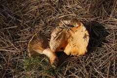 Lactarius semisanguifluus