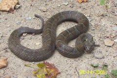 Nerodia sipedon