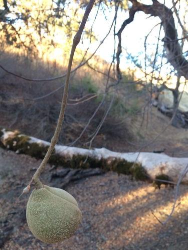 iNaturalist observation photo of California buckeye