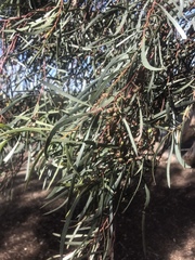 Eucalyptus spathulata