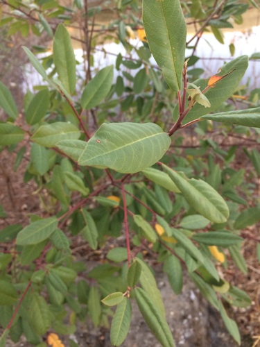 iNaturalist observation photo of coffeeberry