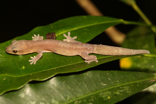 Néhoué Striped Gekko, Dierogekko nehoueensis