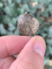 Didymium squamulosum