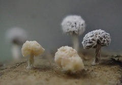 Didymium squamulosum