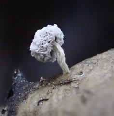 Didymium squamulosum