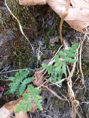 iNaturalist observation photo of goldback fern