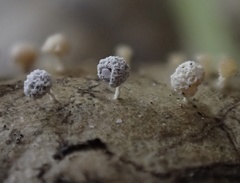 Didymium squamulosum