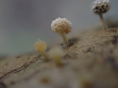 Didymium squamulosum
