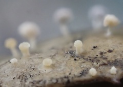 Didymium squamulosum