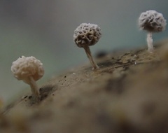 Didymium squamulosum