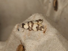 Thallarcha trissomochla