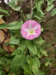 Convolvulus erubescens