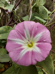 Convolvulus erubescens