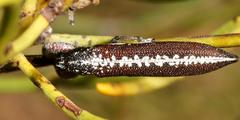 Rhinotia scalaris
