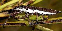 Rhinotia scalaris