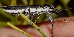 Rhinotia scalaris