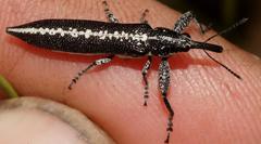 Rhinotia scalaris