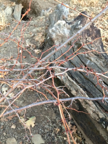 iNaturalist observation photo of currants and gooseberries