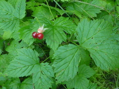 Rubus humulifolius