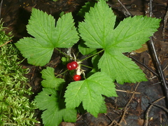 Rubus humulifolius