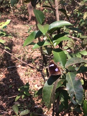 Hypolimnas bolina
