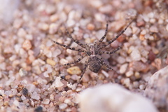 Philodromus