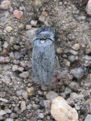 Hadromorphus glaucus