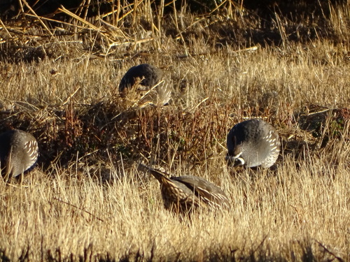 iNaturalist observation photo of California Quail