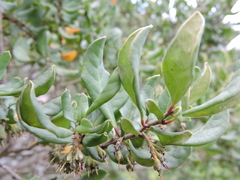 Azara integrifolia