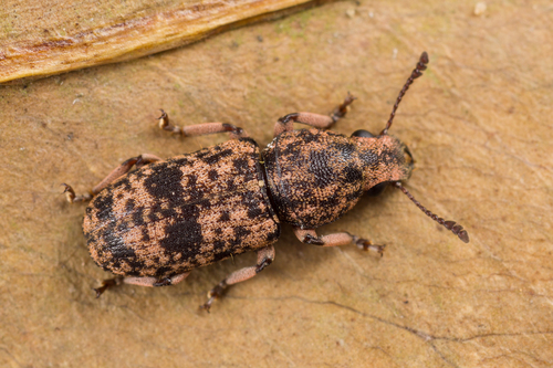 Dendropemon