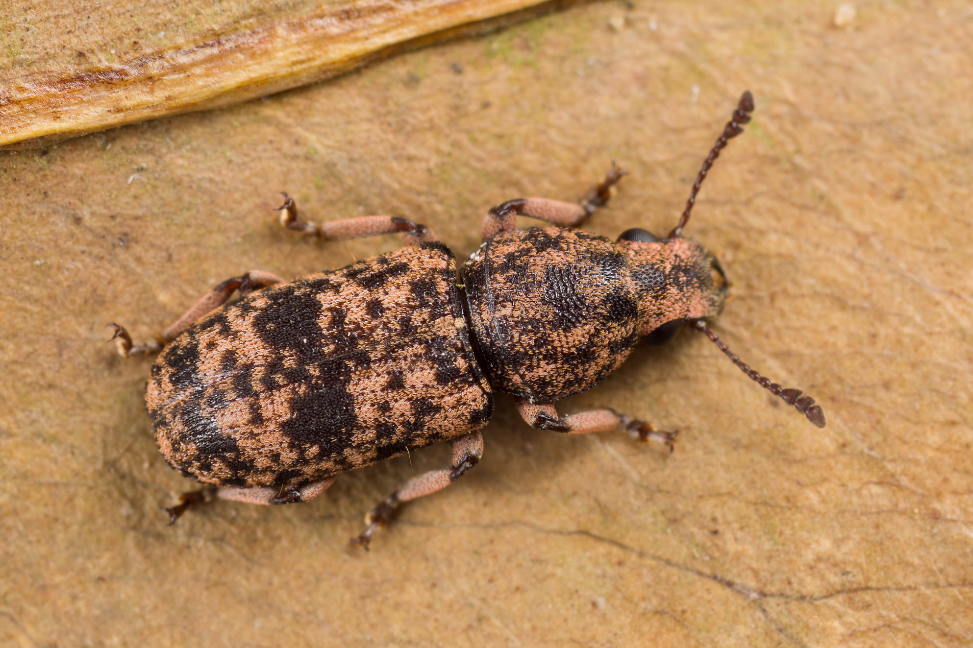 Dendropemon