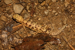 Bavayia