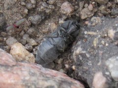 Hadromorphus glaucus