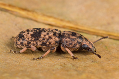 Anthribinae