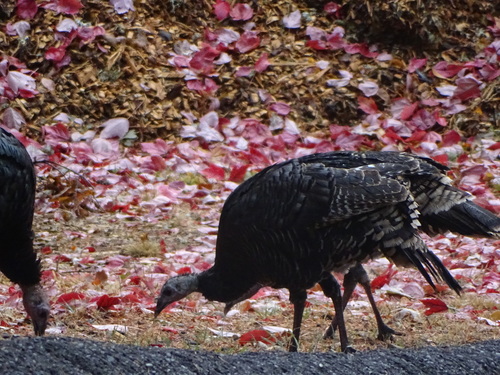 iNaturalist observation photo of Wild Turkey