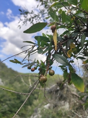 Sebastiania commersoniana