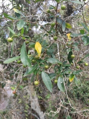 Sebastiania commersoniana