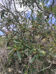 Sebastiania commersoniana