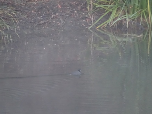 iNaturalist observation photo of American Coot