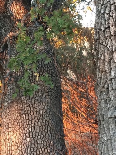 iNaturalist observation photo of valley oak