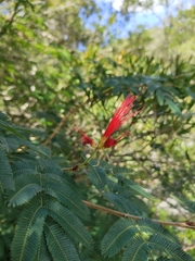 Calliandra tweediei