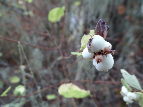 iNaturalist observation photo of Common Snowberry