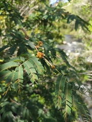 Calliandra tweediei