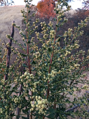 iNaturalist observation photo of coyote brush